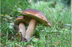 cepes